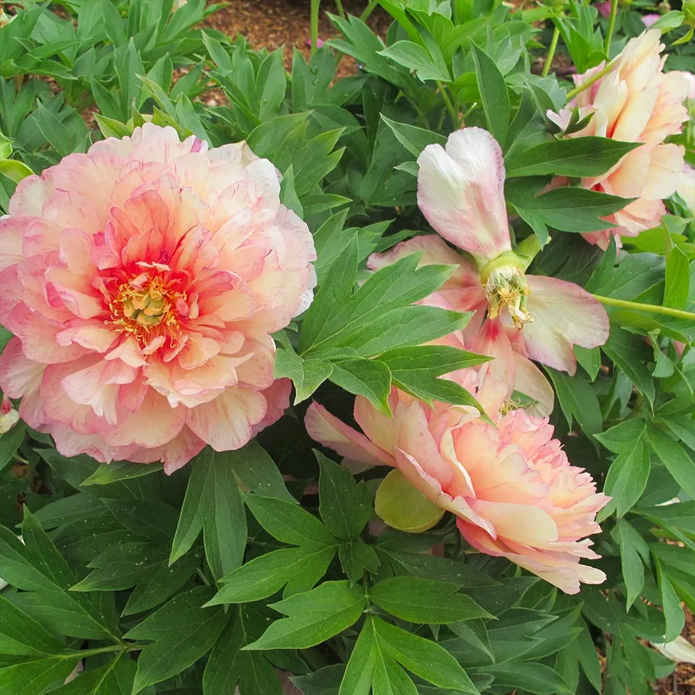 Simply Scrumptious Itoh Peony Plant - Intersectional Hybrid Perennial 2