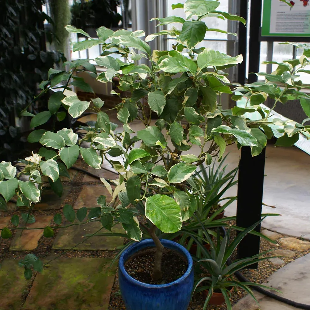 Pink Variegated Eureka Lemon Tree - Decorative Citrus Fruit Plant 2