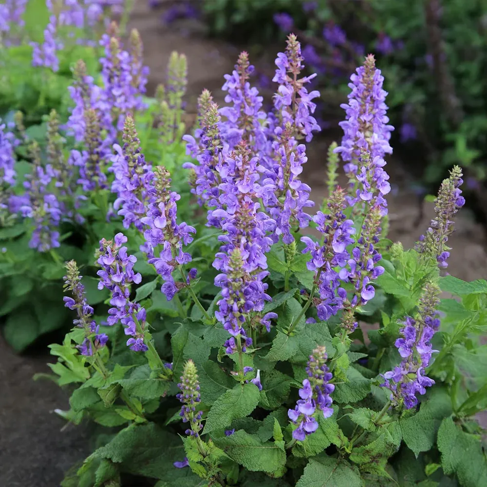 Sky Blue Marvel Salvia Plant - Vibrant Perennial Garden Shrub