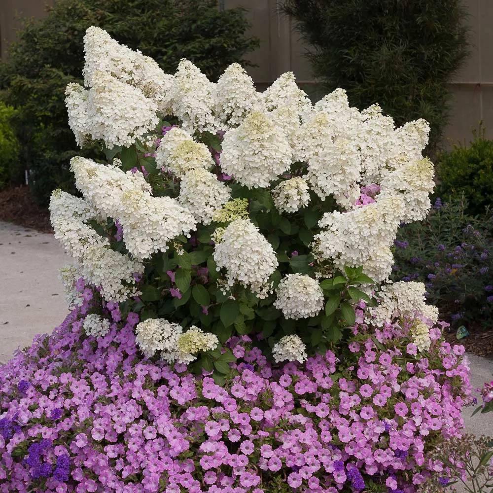 Proven Winners® Bobo® Hydrangea Paniculata Flowering Shrub