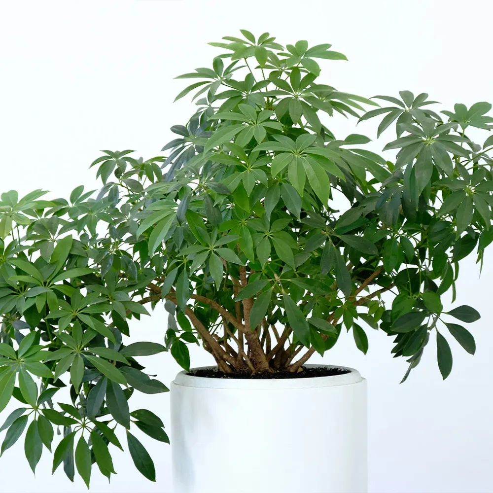 Dwarf Umbrella Tree (Schefflera Arboricola) Indoor Potted Houseplant 2