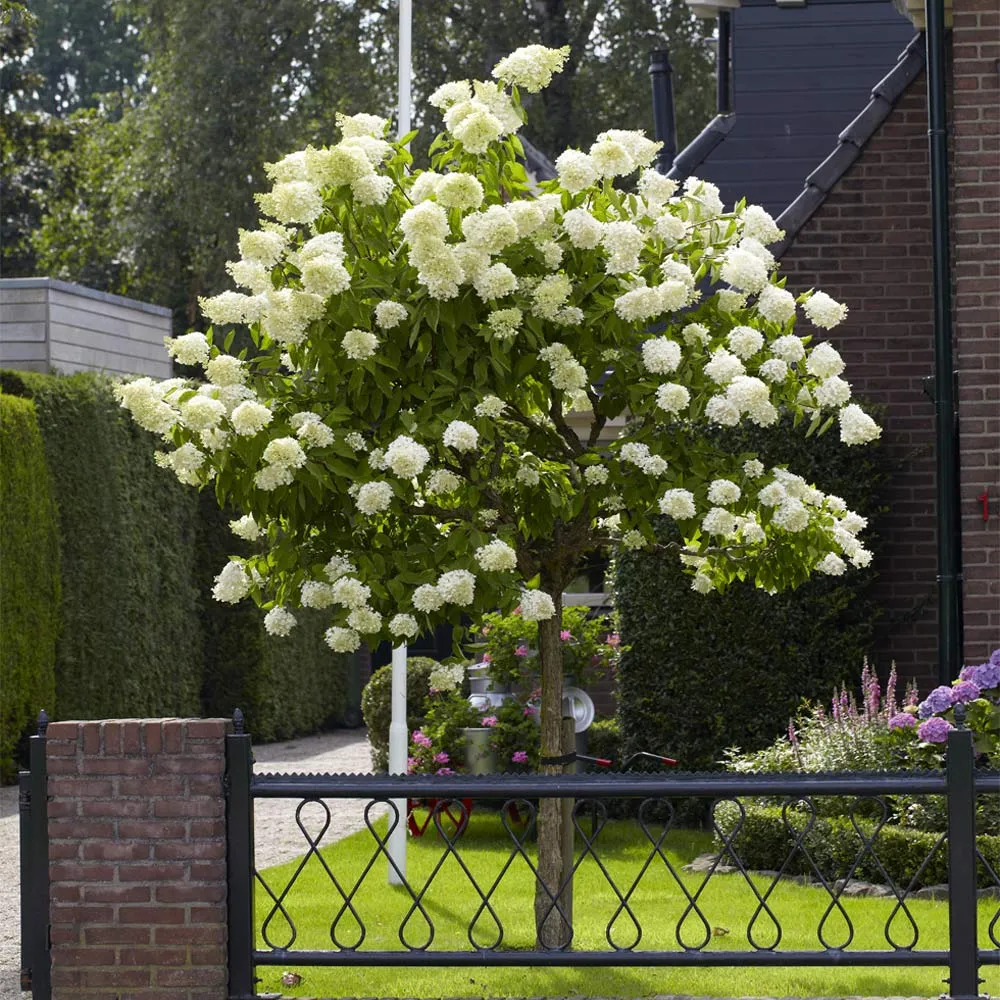 Limelight Hydrangea Tree - Hardy Flowering Shrub Standard 1