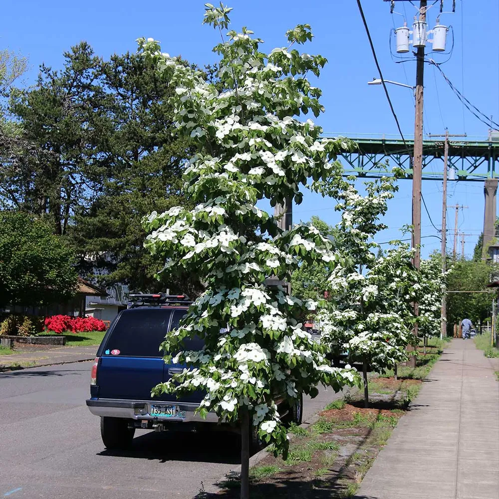 Starlight® Dogwood Tree - Ornamental Flowering Deciduous Tree 1