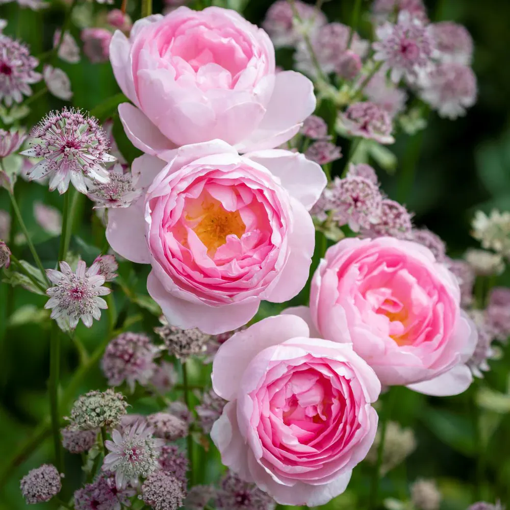 David Austin® Scepter'd Isle® Rose Shrub - Repeat-Flowering English Rose