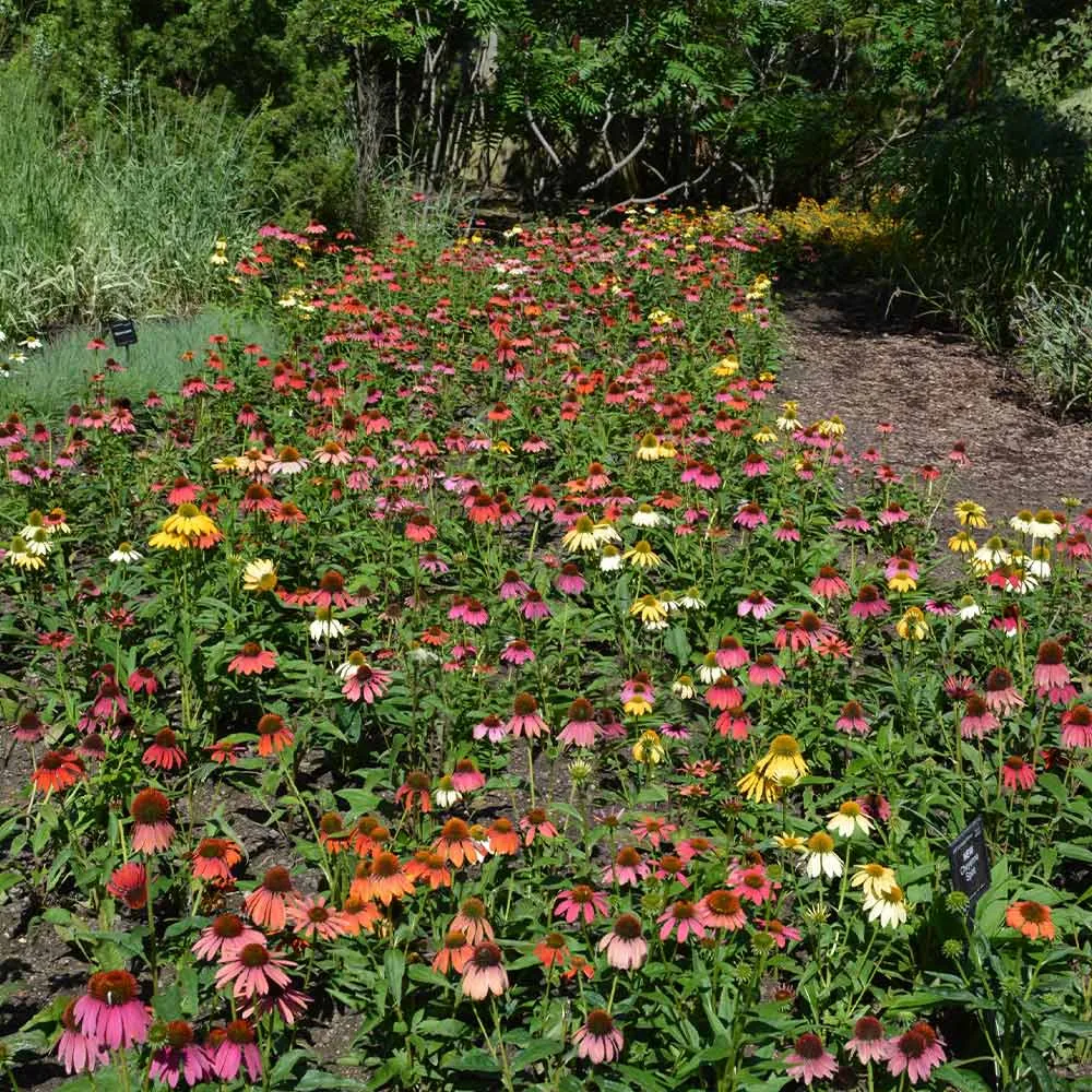 Cheyenne Spirit Echinacea Coneflower Perennial Plant 1