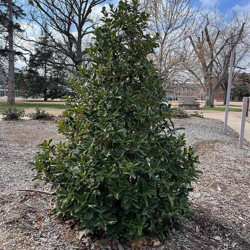 My Lady™ Artificial Holly Bush - Realistic Faux Greenery for Home and Garden Decor