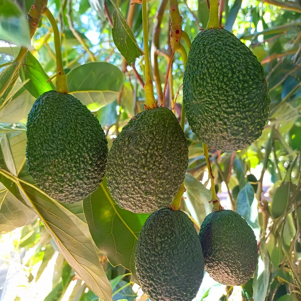 Zutano Avocado Tree - Cold Hardy Evergreen Fruit Tree