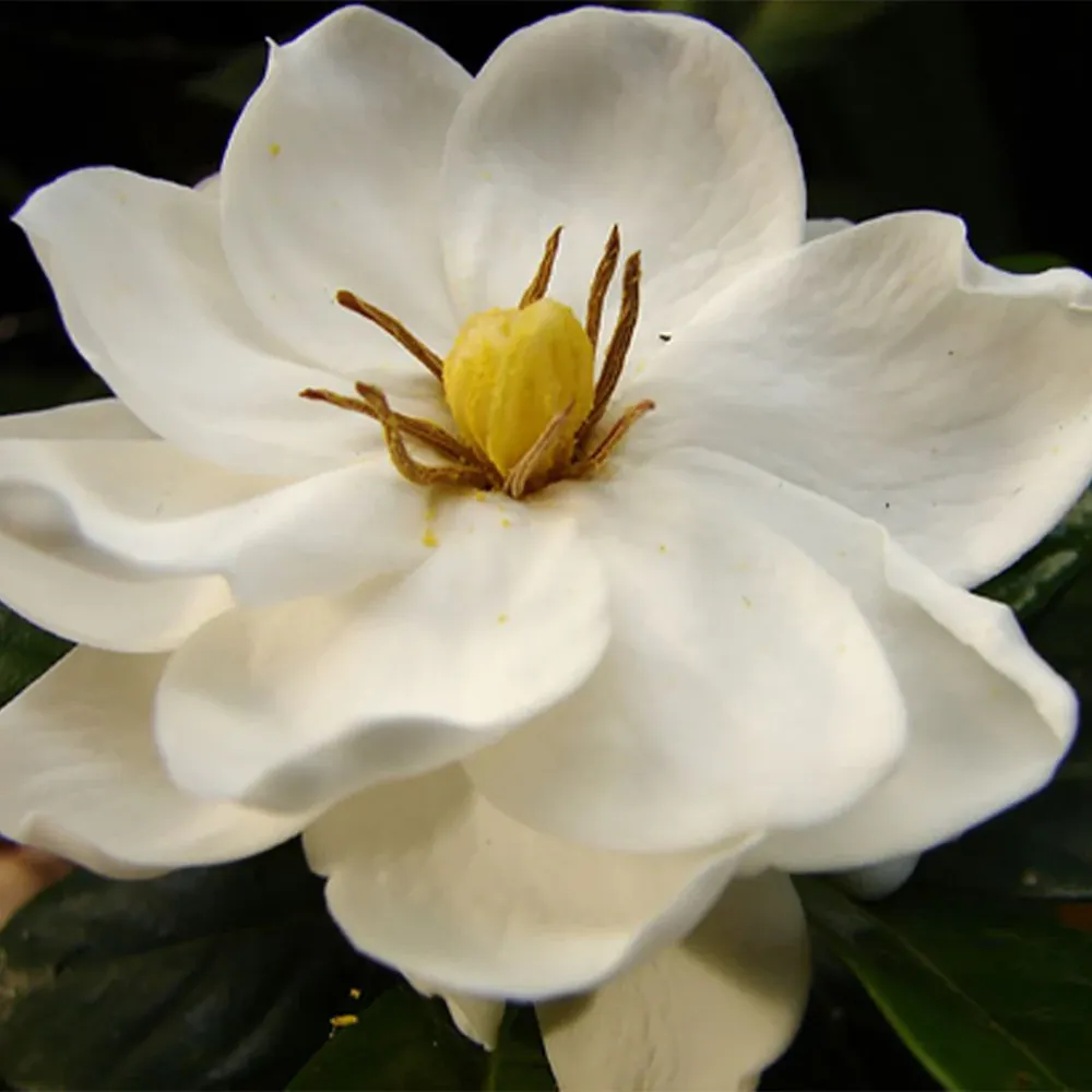 Gardenia Buttons Shrub - Compact Evergreen Flowering Plant 1
