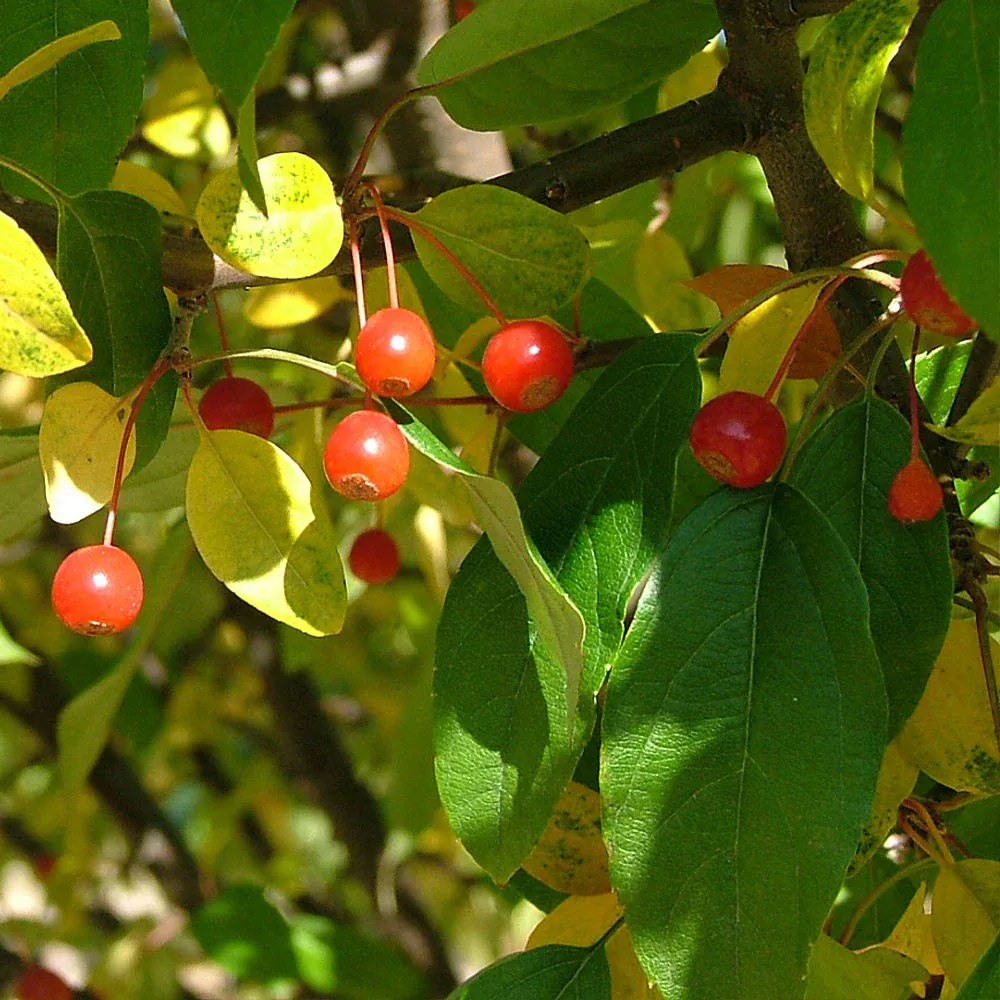 Proven Winners® Lollipop® Crabapple Tree - Compact Ornamental Deciduous Tree 3
