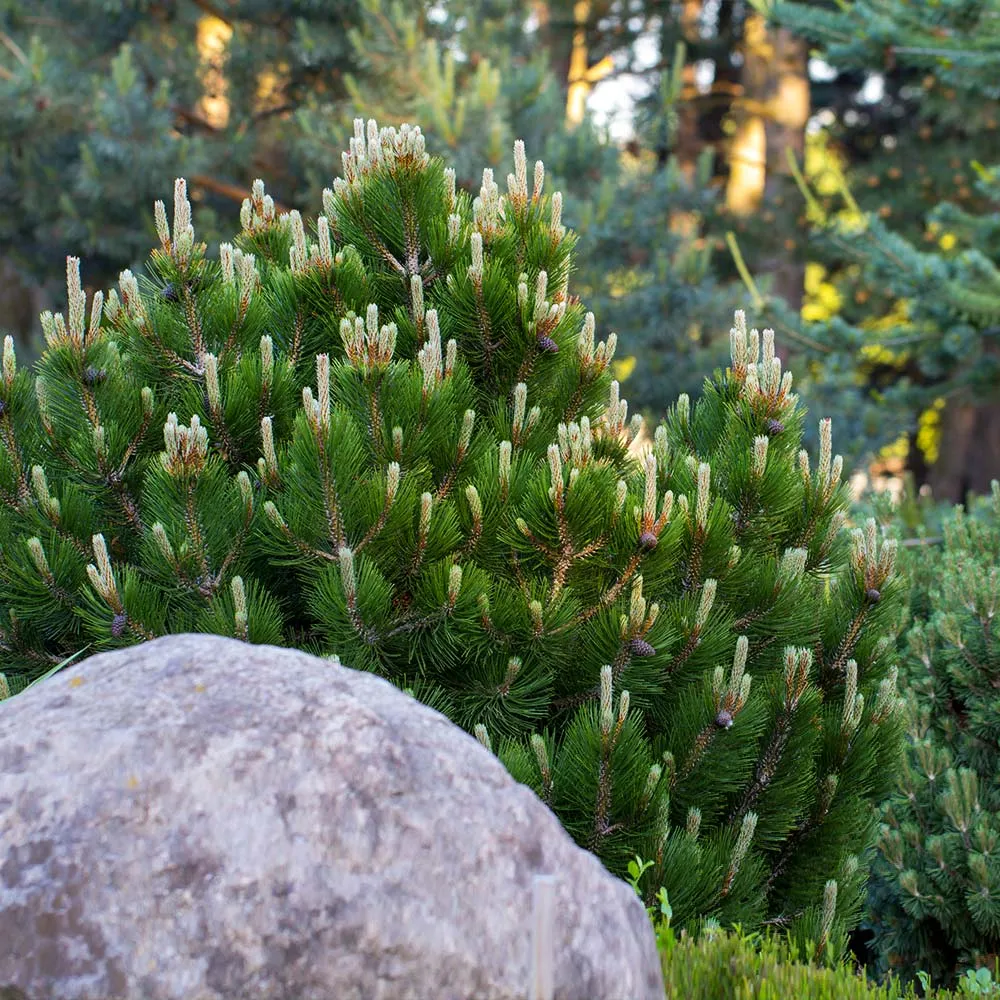 Dwarf Mugo Pine Shrub - Pinus mugo var. pumilio Compact Evergreen