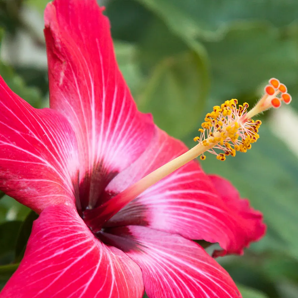Painted Lady Tropical Hibiscus Tree - Vibrant Flowering Ornamental Shrub 1