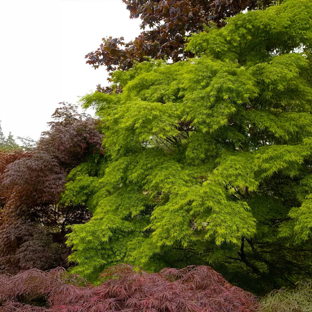 Seiryu Japanese Maple Tree (Acer palmatum 'Seiryu')