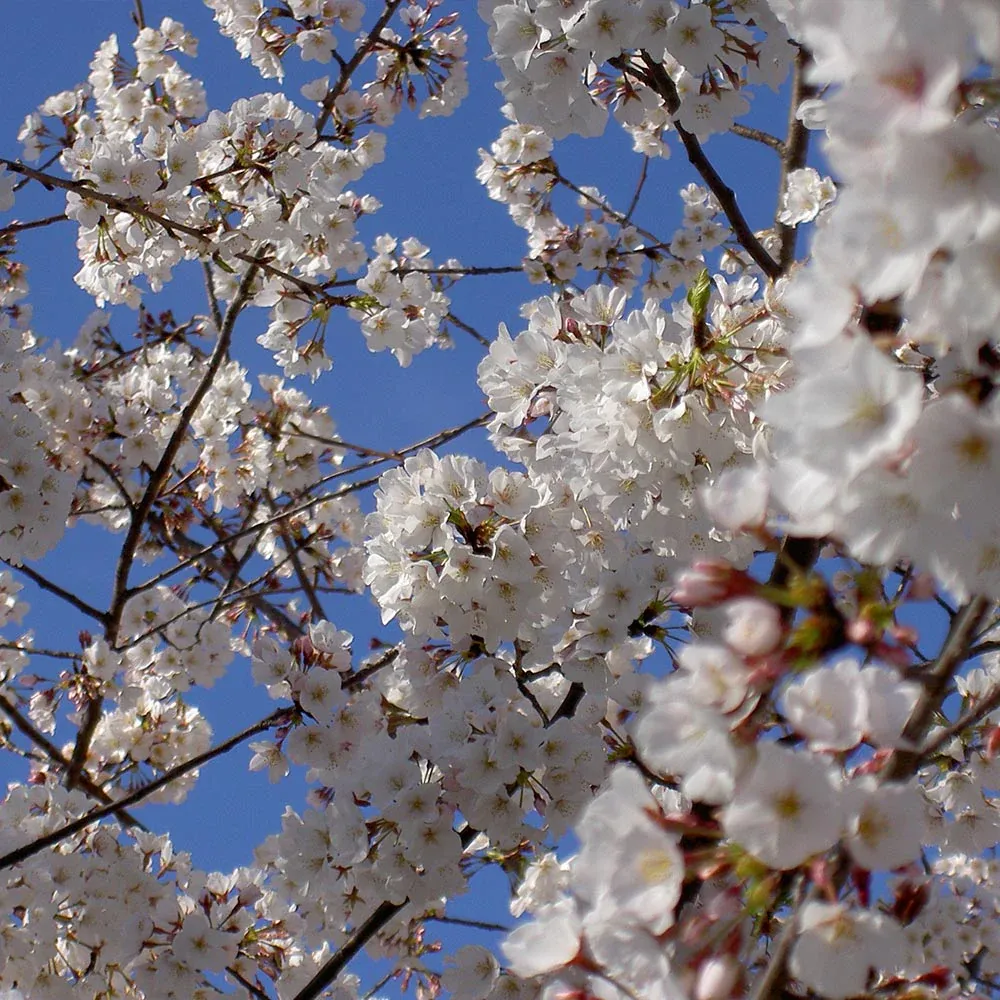 Yoshino Cherry Tree (Prunus x yedoensis) Ornamental Flowering Deciduous Tree 1