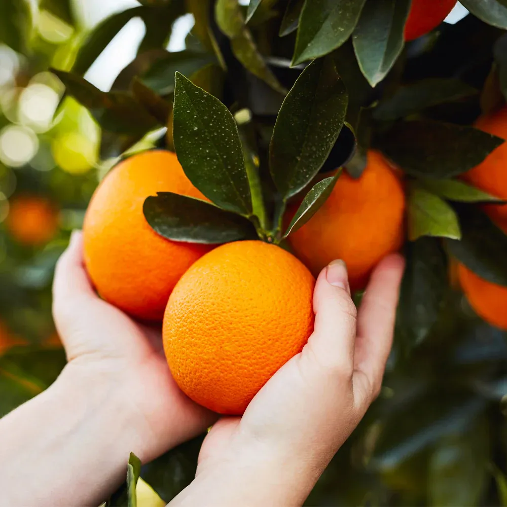Midknight Valencia Orange Tree - Seedless Citrus Fruit Plant