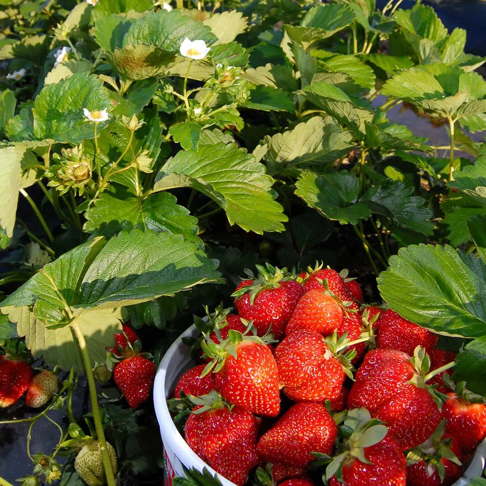 USDA Organic Everbearing Strawberry Bush - Continuous Harvest Fruit Plant 4