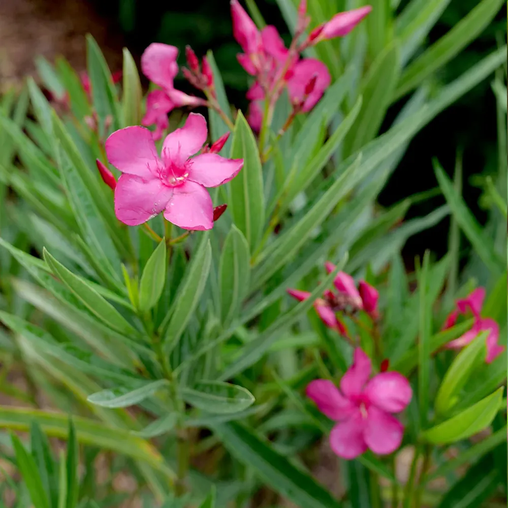Austin Pretty Limits® Oleander Shrub - Compact Evergreen Flowering Plant 3