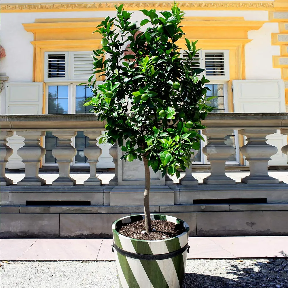 Citrus latifolia 'Bearss' Seedless Lime Plant - Potted Fruit Tree for Patio and Garden