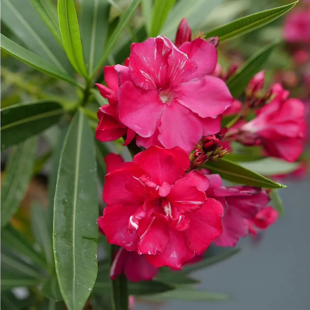 ¡OLÉ!® Bicolor Red Oleander Shrub - Drought Tolerant Evergreen Flowering Plant 3
