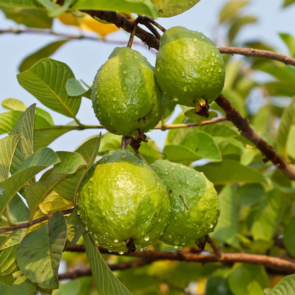 Tropical Pink Guava Tree (Psidium guajava) - Live Fruit-Bearing Plant 1