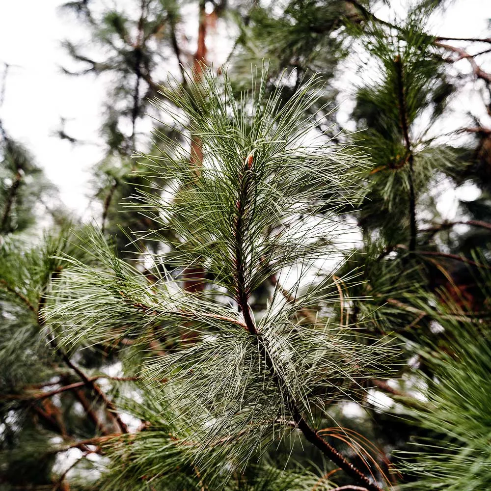 Black Hills Ponderosa Pine Artificial Tree with Realistic Needle Texture 1