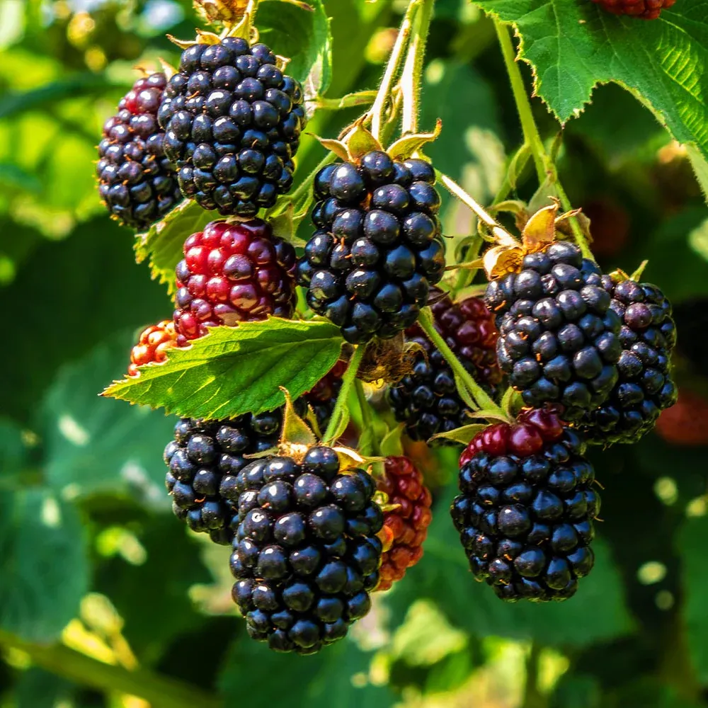 Thornless Blackberry Bush - High Yield Perennial Fruit Shrub