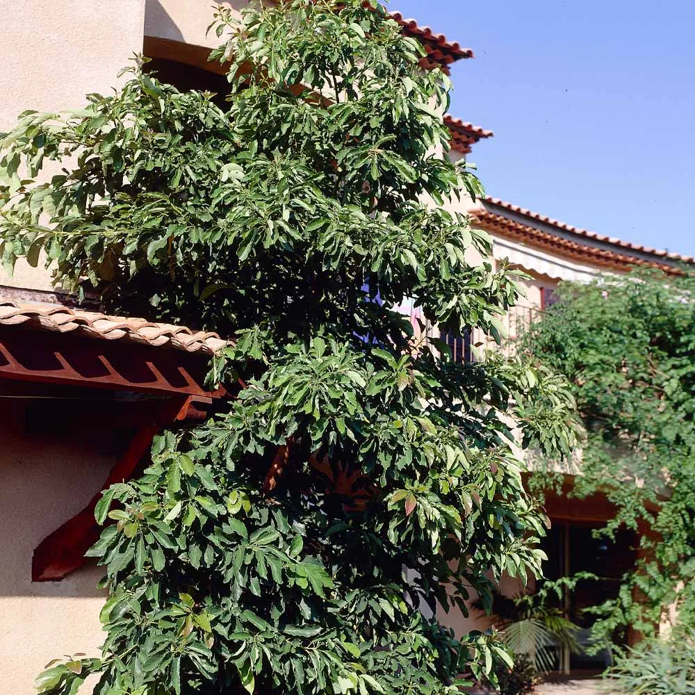 Hass Avocado Tree - Live Fruit-Bearing Plant for Home and Garden 2