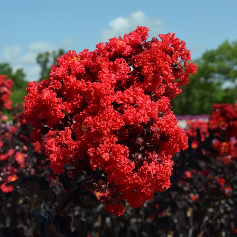 Black Diamond® Best Red™ Crape Myrtle Tree - Deep Red Blooms with Dark Foliage 1