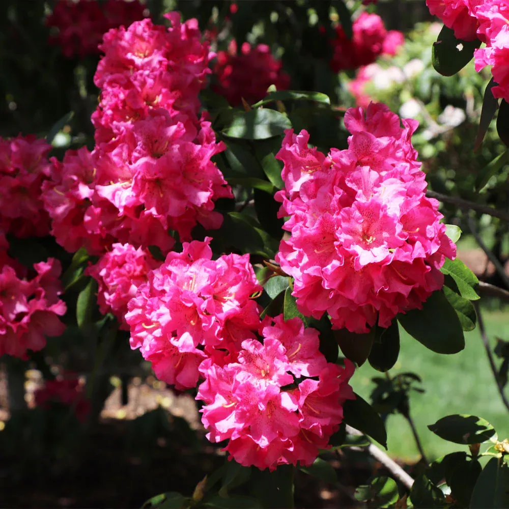 Red Rhododendron Shrub - Evergreen Flowering Ornamental Plant 3