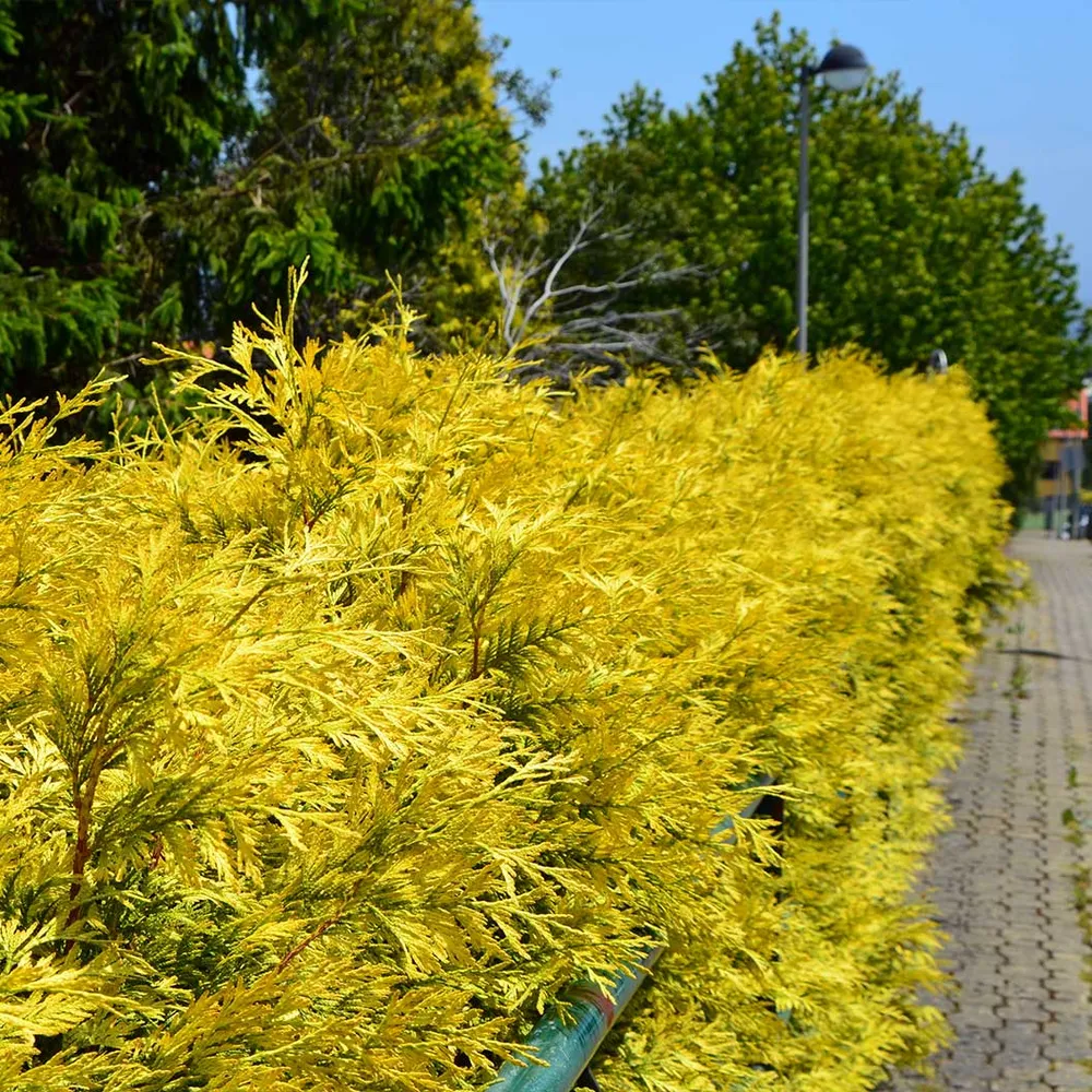 Yellow Ribbon Arborvitae Tree - Narrow Upright Evergreen Shrub 5