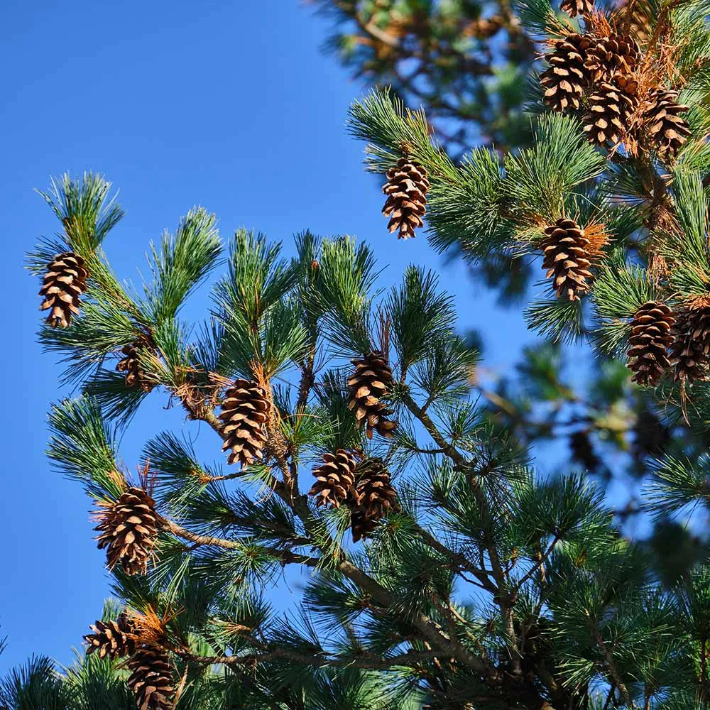 Eastern White Pine Tree (Pinus strobus) Native Evergreen Conifer 3