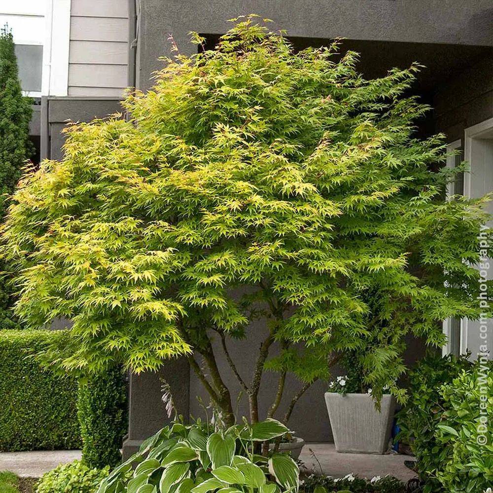 Coral Bark Japanese Maple Tree (Acer palmatum 'Sango-kaku')