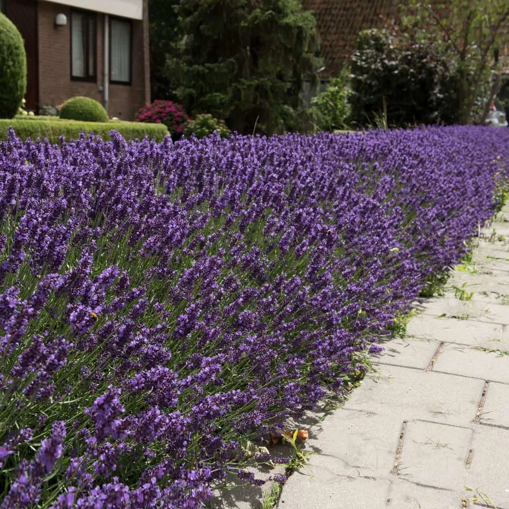 Hidcote Purple Lavender Plant - Compact Hardy Perennial Herb 1
