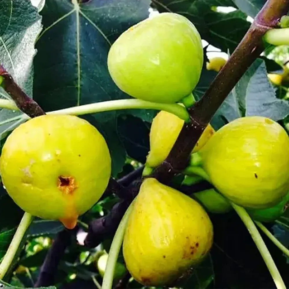 Italian Honey Fig Tree - Live Fruit Bearing Plant 1