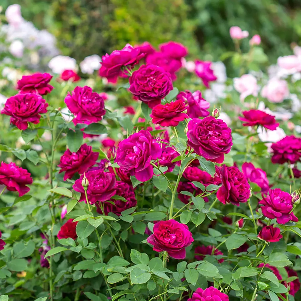 David Austin® Darcey Bussell® English Shrub Rose - Deep Crimson Repeat Flowering Shrub 3