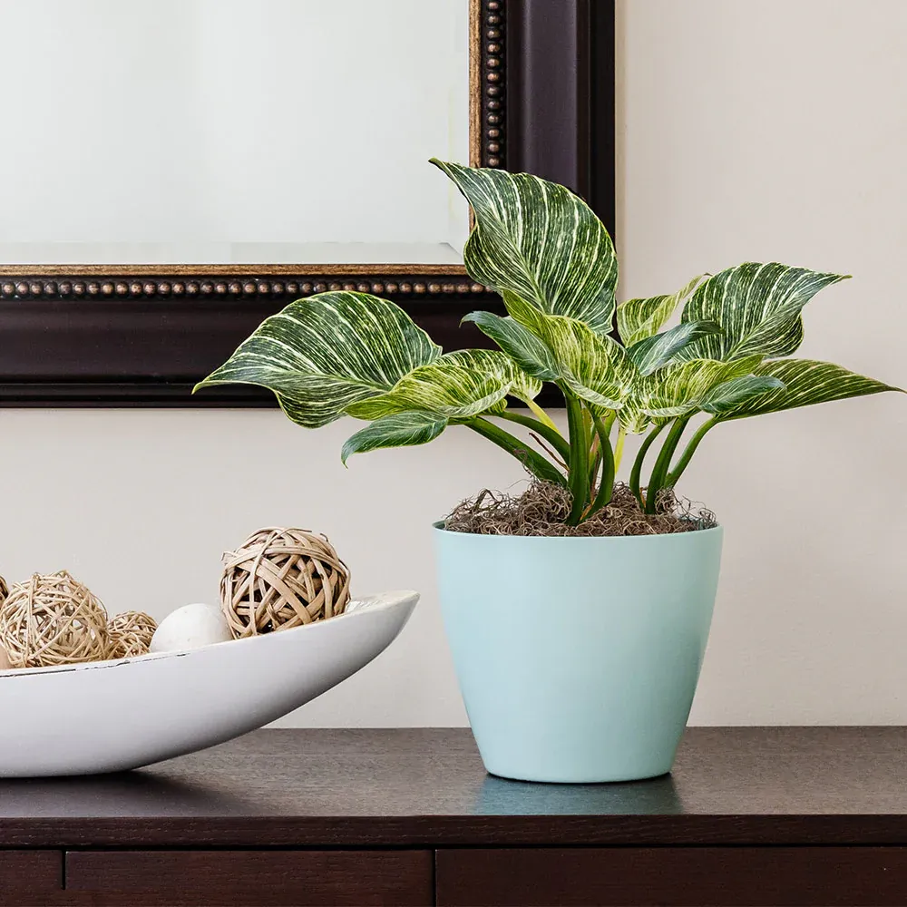 Philodendron Birkin Live Indoor Houseplant with Variegated Foliage