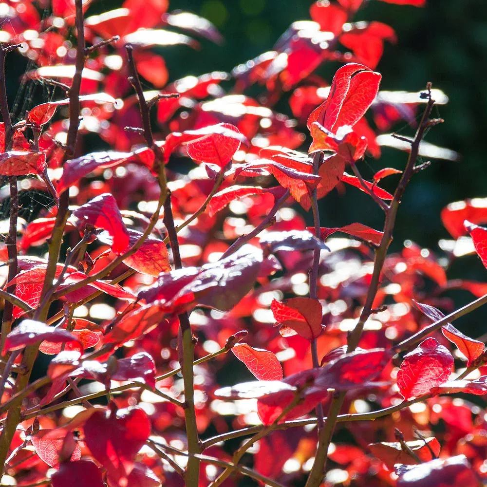 Toro Blueberry Bush - Northern Highbush Fruit-Bearing Shrub 5