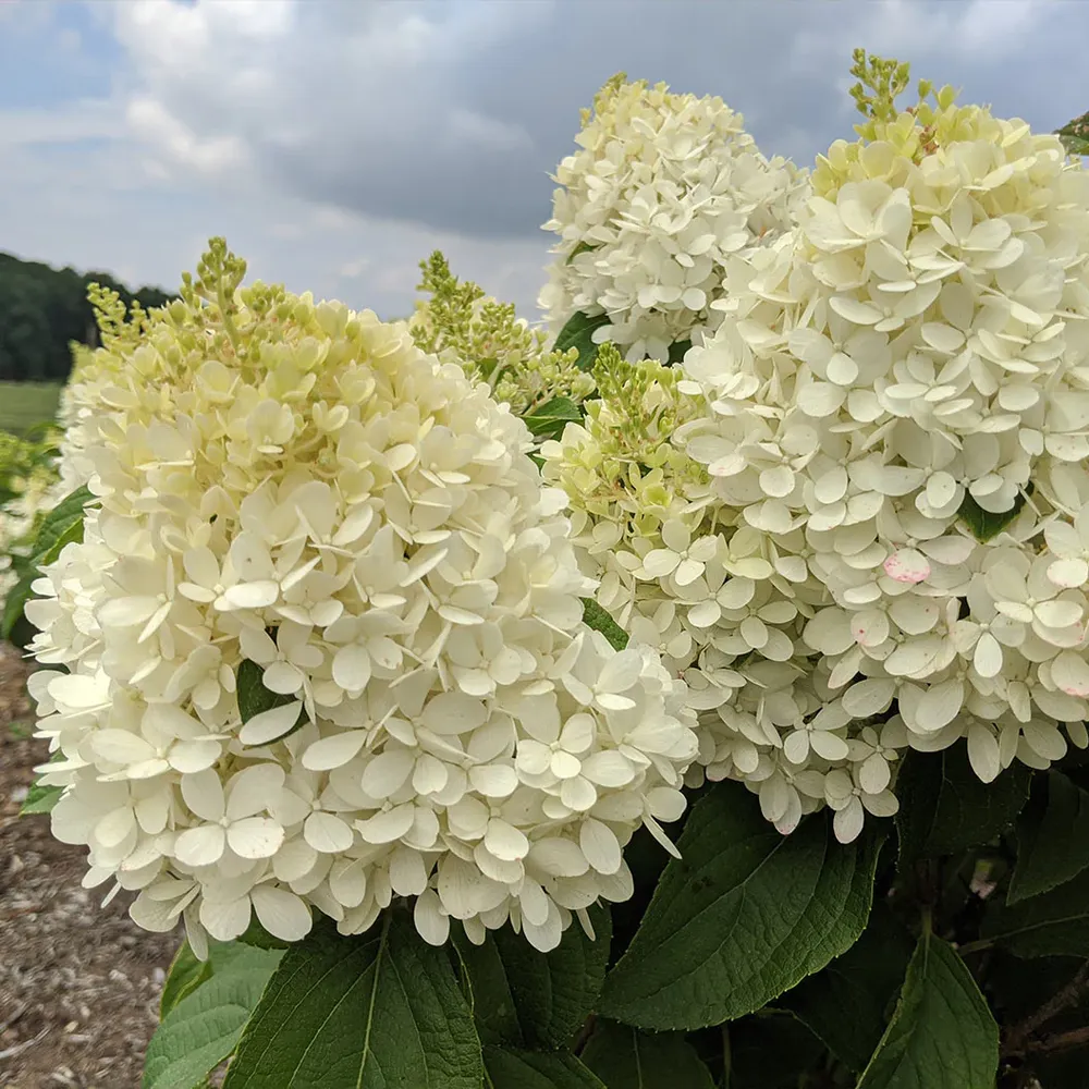 Sweet Starlight Hydrangea Realistic Decorative Floral Stem 3