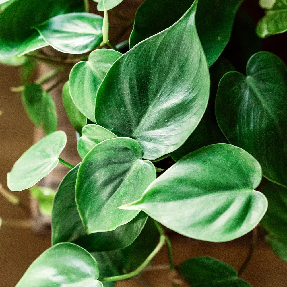 Heart-Leaf Philodendron (Philodendron Hederaceum) Trailing Indoor Houseplant