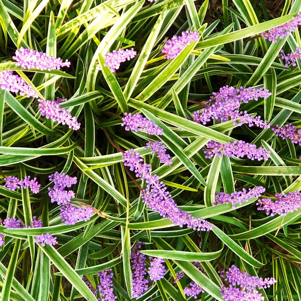 Variegated Liriope Ornamental Evergreen Border Grass 1
