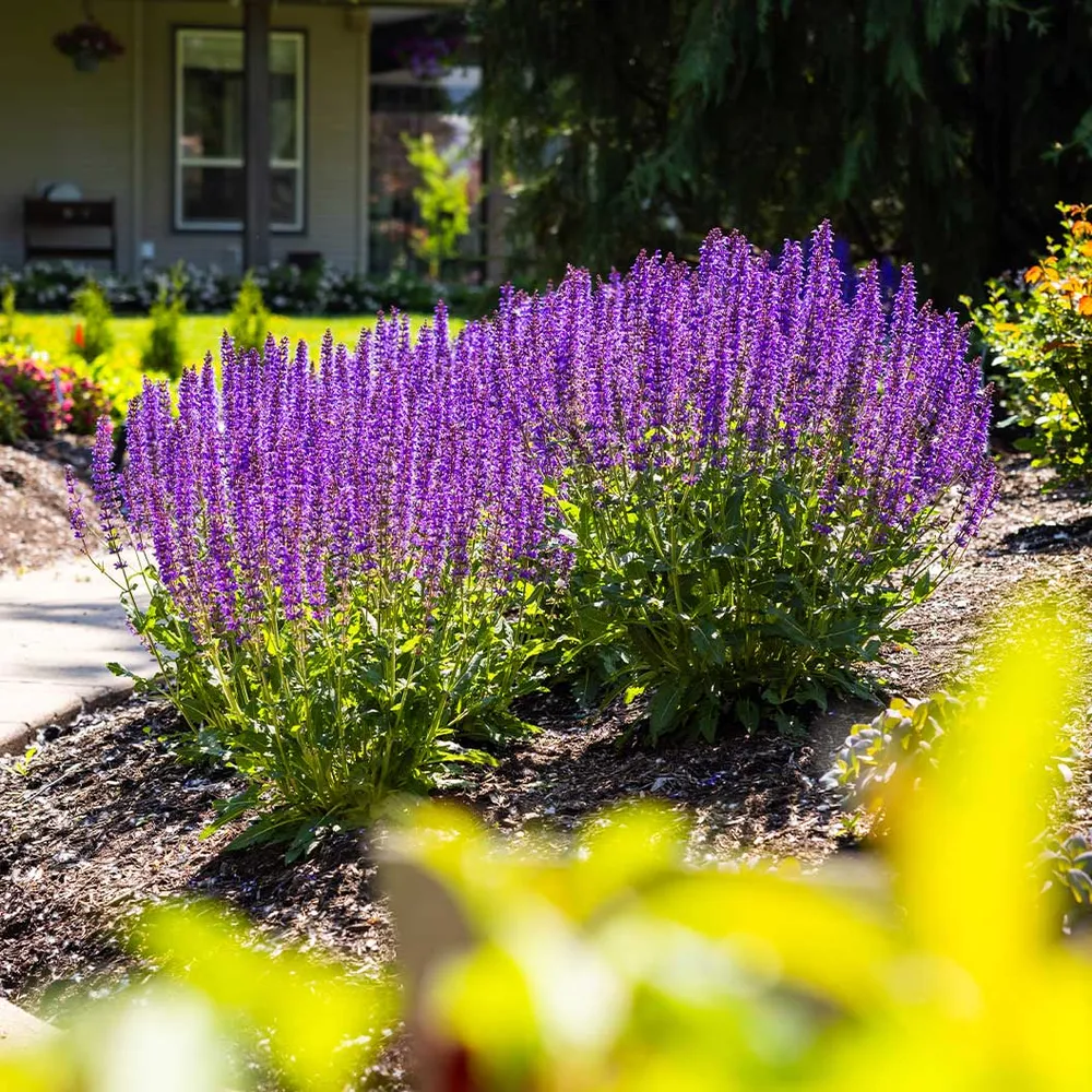 Blue by You Salvia Perennial Flowering Garden Plant 3