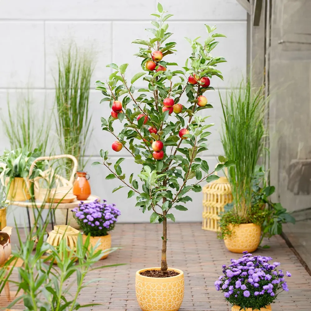 Scarlet Sentinel Columnar Apple Tree - Vertical Growth Fruit Tree for Compact Spaces