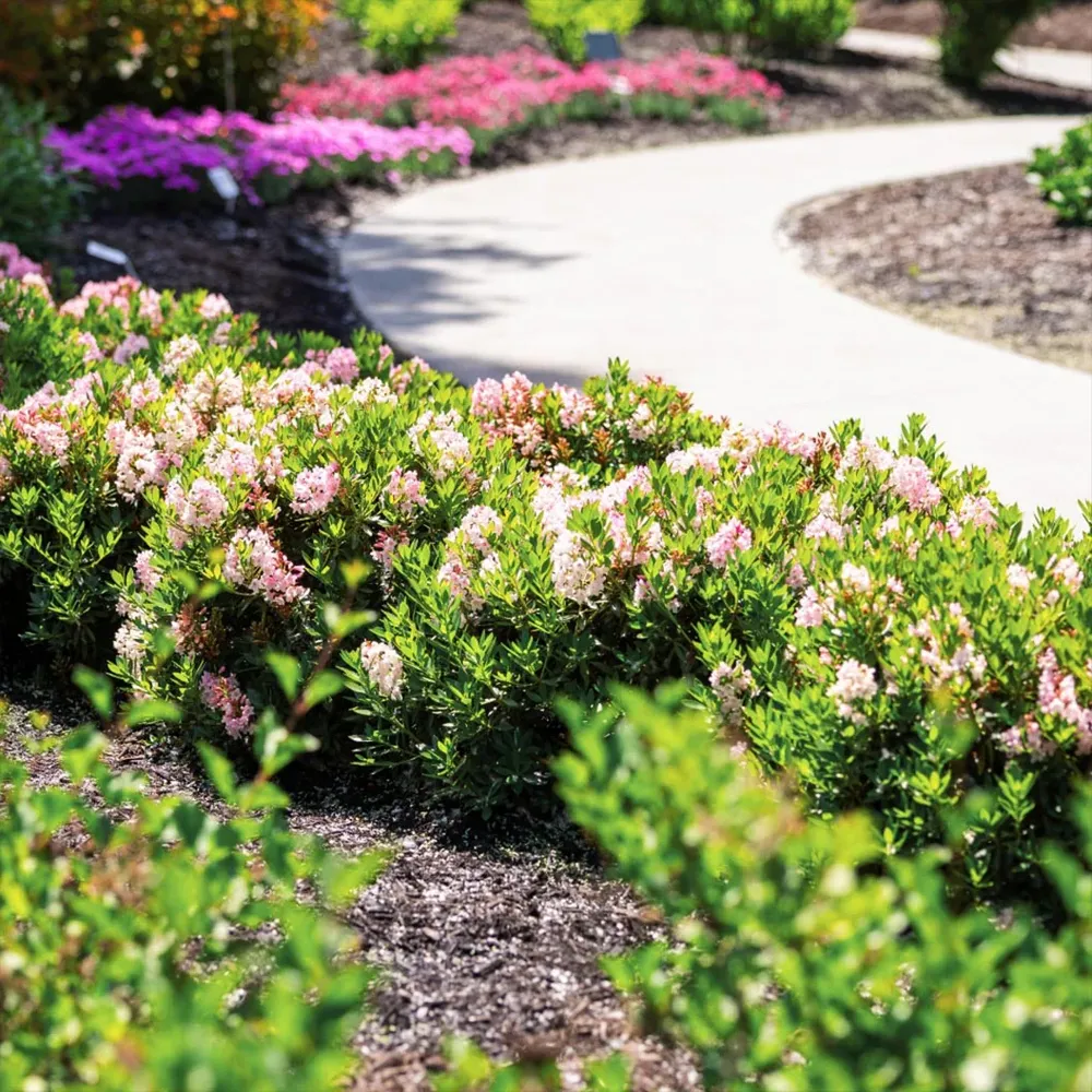 Bloombux® Blush Rhododendron Bush - Compact Evergreen Flowering Shrub