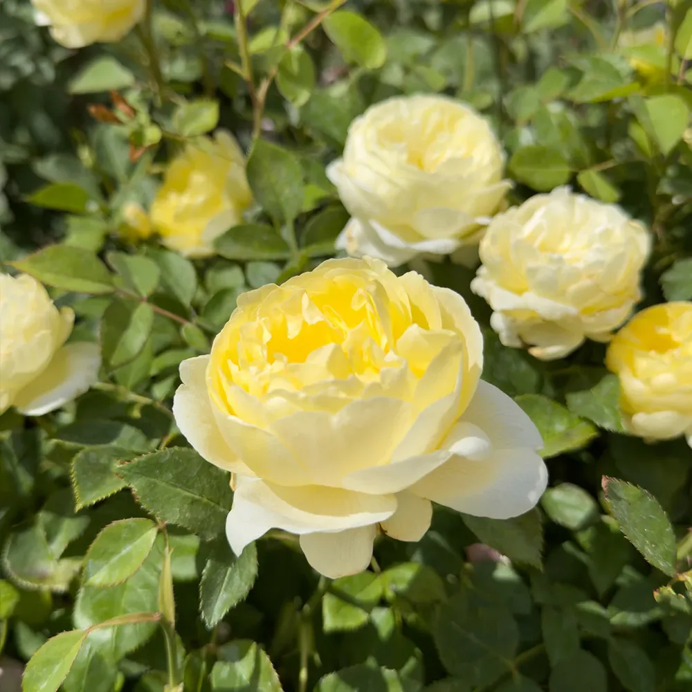 David Austin® Vanessa Bell® Rose Shrub - Pale Yellow English Shrub Rose 2