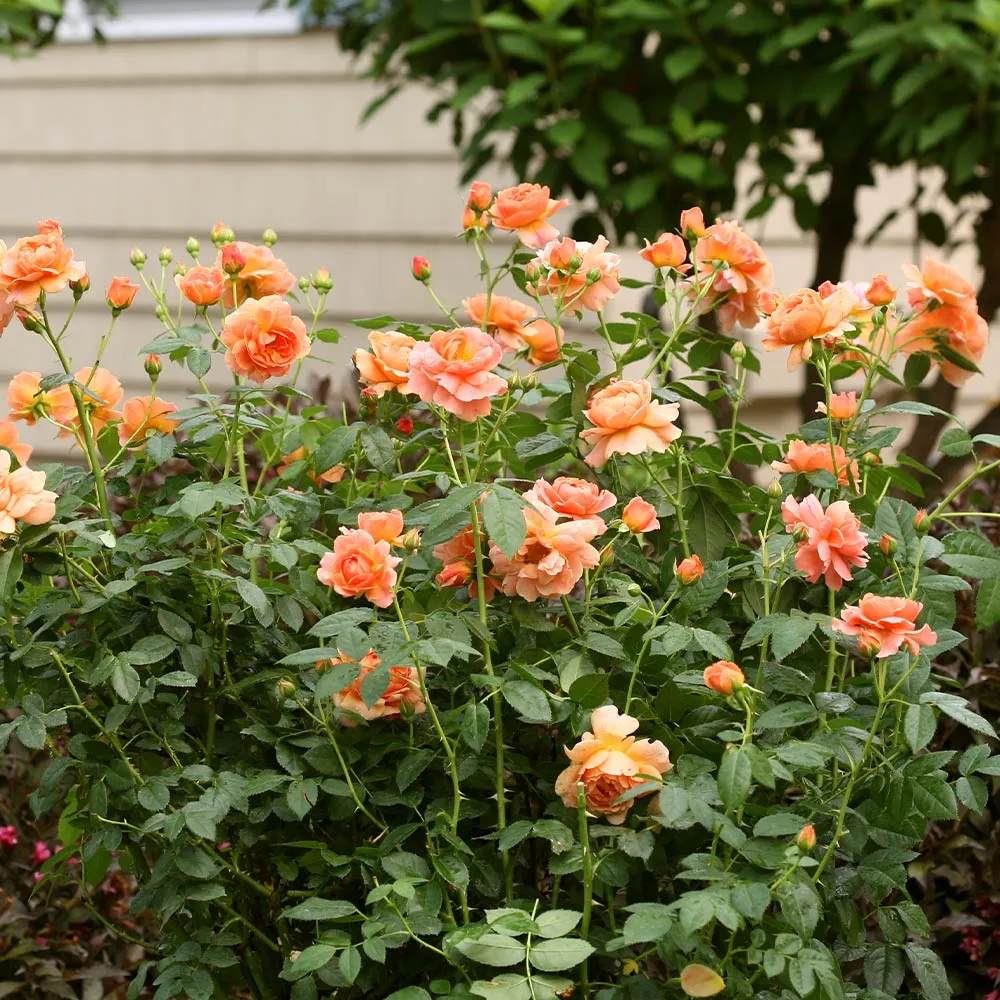 Proven Winners® At Last® Fragrant Repeat-Blooming Rose Shrub 3