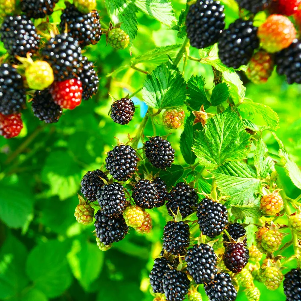 Kiowa Blackberry Bush - High-Yield Fruit-Bearing Shrub 1