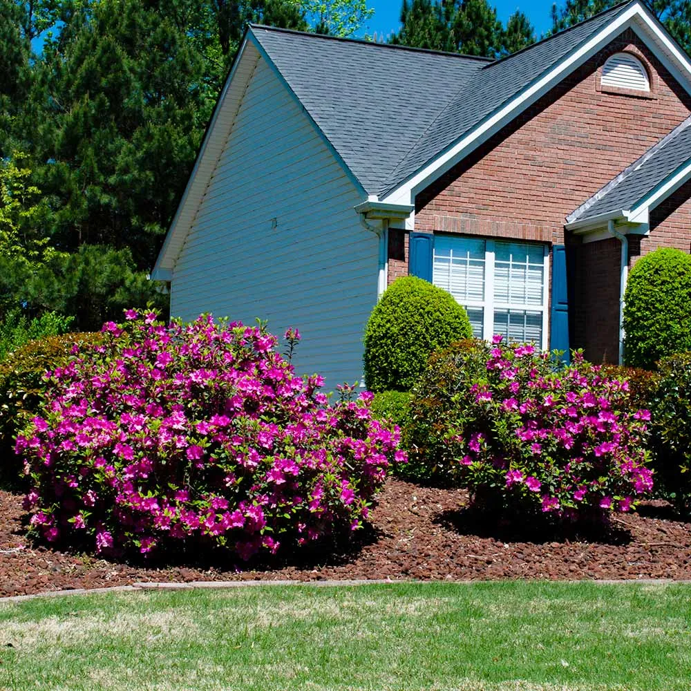 Autumn Royalty® Encore® Azalea Reblooming Flowering Shrub 2