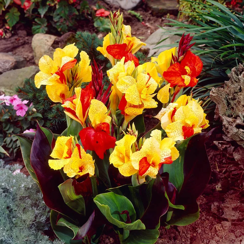 Cleopatra Canna Lily - Variegated Foliage with Bicolor Red and Yellow Flowers