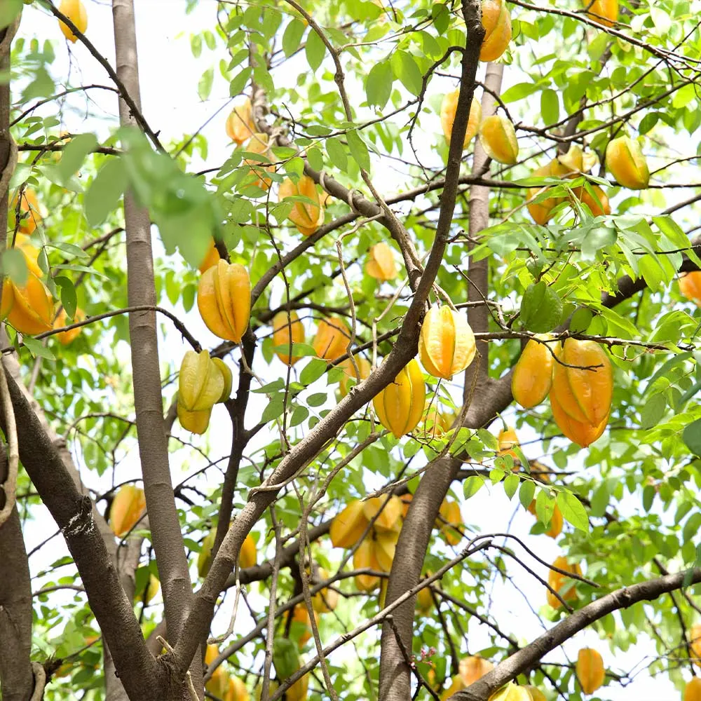 Starfruit 'Carambola' Live Fruit Tree - Tropical Garden Plant 2