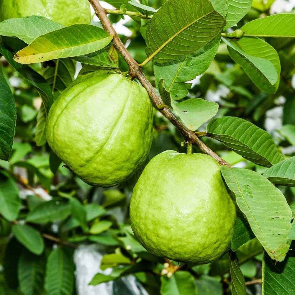 Ruby Supreme Guava Tree - Live Fruit-Bearing Tropical Plant 2