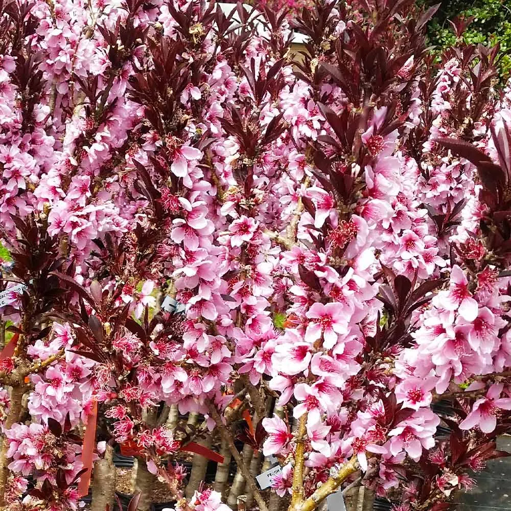 Bonfire Patio Peach Tree - Compact Ornamental Dwarf Fruit Tree 3